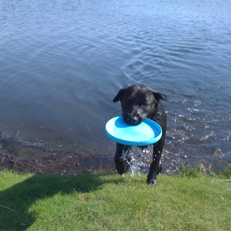 West Paw Zisc Flying Disc Fetch Dog Toy - Large - Glow in the Dark 